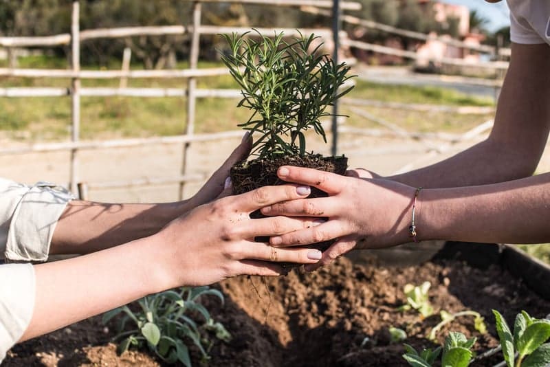 Manos plantando un arbolito en la tierra