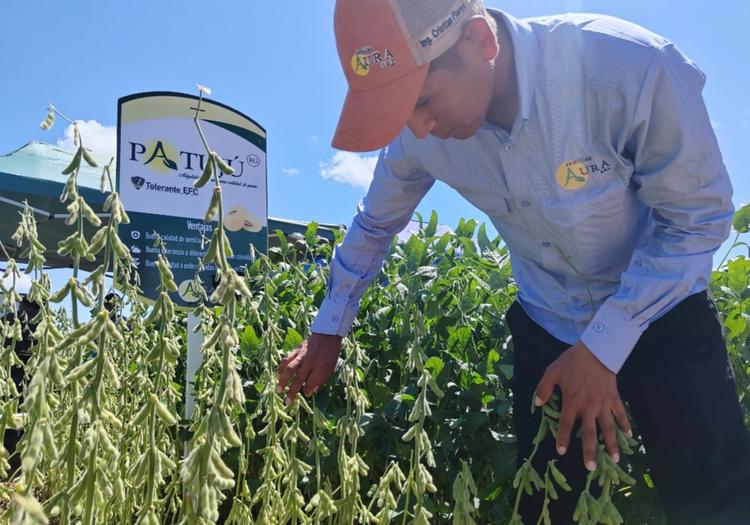 Biotecnología, clave para repuntar la producción de soya en un 30%