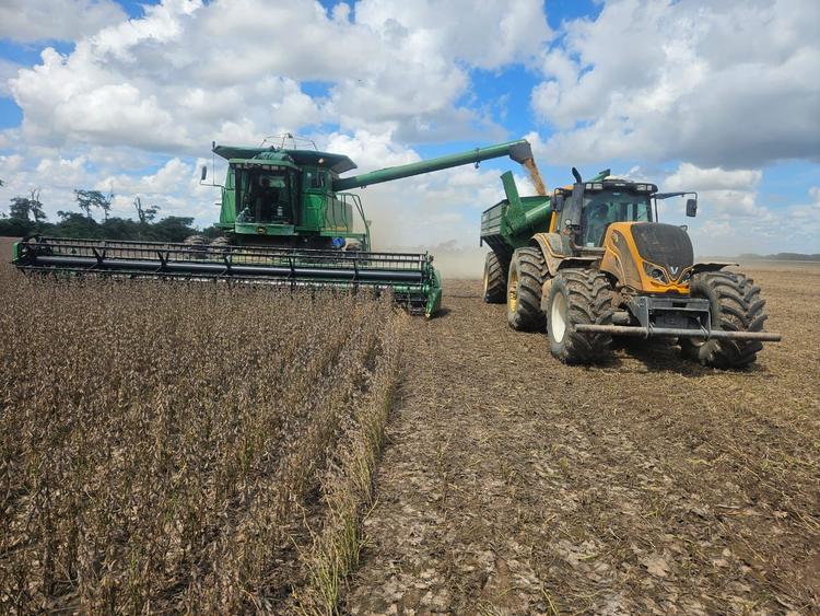 Anapo prevé que la producción de  soya llegará a 2,3 millones de toneladas