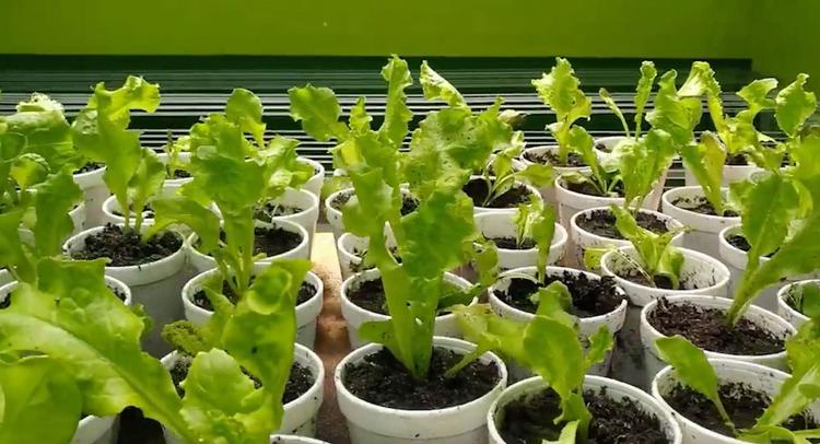 Implementan proyecto de verduras hidropónicas a 4.000 m.s.n.m  en el distrito minero Bolívar