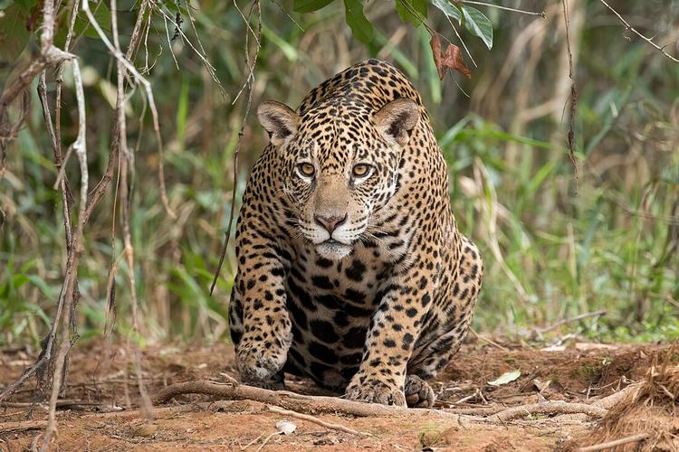 Histórico: Tribunal Agroambiental determina por primera vez proteger al jaguar y su hábitat