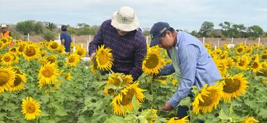 De flor a símbolo: el girasol convierte a  San Julián la capital cruceña del cultivo