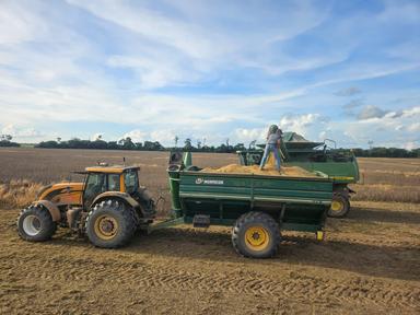 Gobierno libera 880 mil toneladas de grano de soya para  exportación, pero productores esperan una apertura total