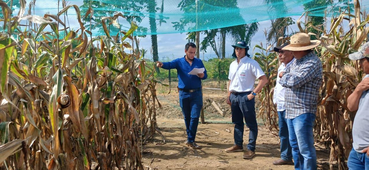 Nutrición de cultivos aumenta rendimientos hasta en 20%  y ayuda a mitigar los impactos del exceso de lluvias