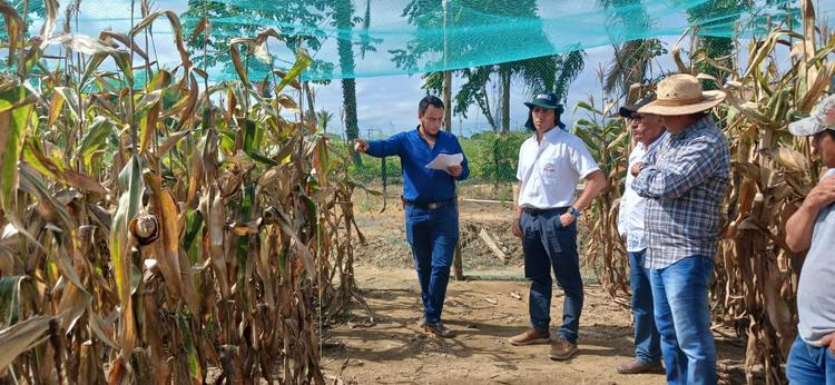 Imagen de portada: Nutrición de cultivos aumenta rendimientos hasta en 20%  y ayuda a mitigar los impactos del exceso de lluvias