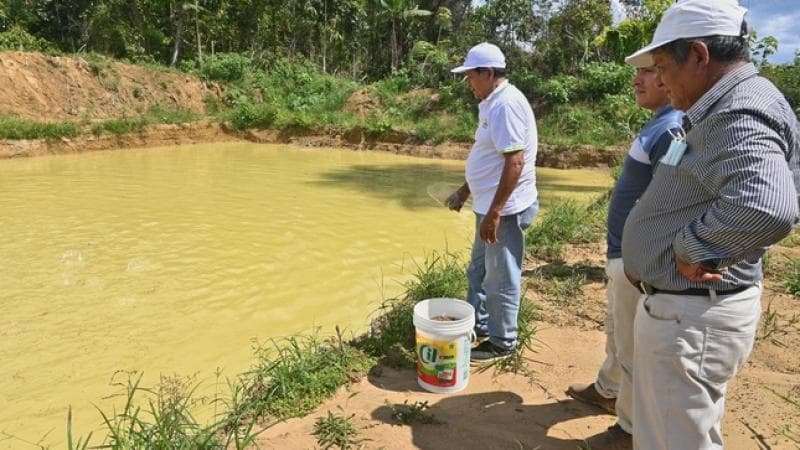 Reactivación piscícola en Guarayos