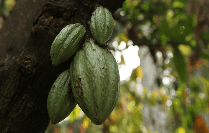 Cacao de Bolivia competirá en el torneo mundial en París