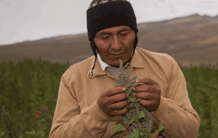 Andean Valley S.A.
