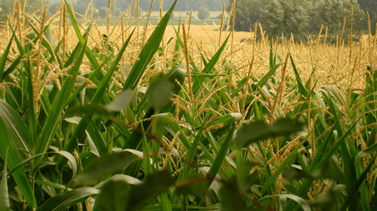 REHABILITACIÓN AGROPECUARIA
