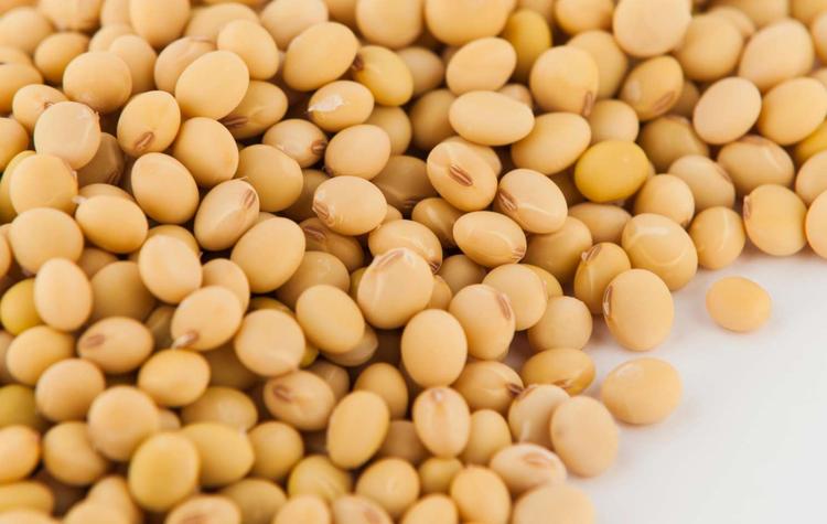 La soya supera los 500 dólares por tonelada en EE.UU