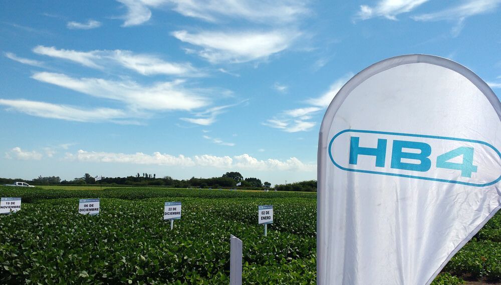 Con la HB4®, productores de soya prevén mitigar  las pérdidas productivas tras 6 años de sequía 