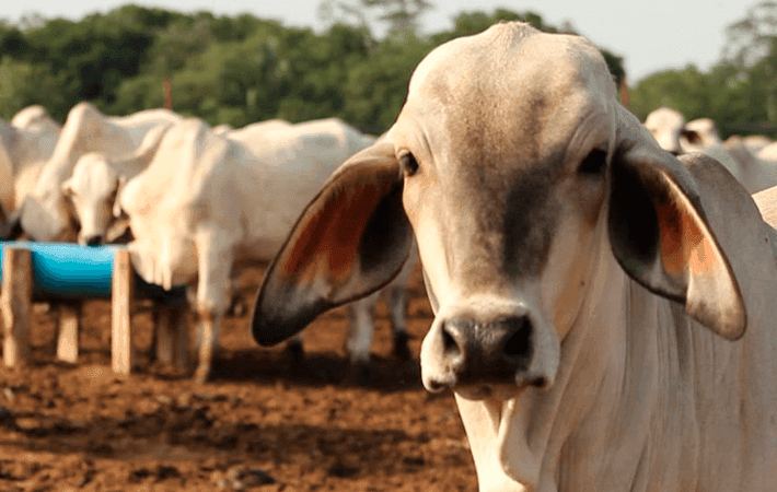Necesaria reactivación agrícola