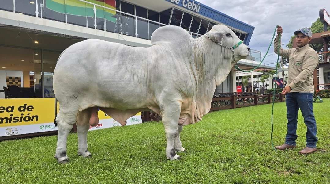 Rashan FIV Moxos es el toro más pesado de Agropecruz y refleja el avance genético del sector pecuario