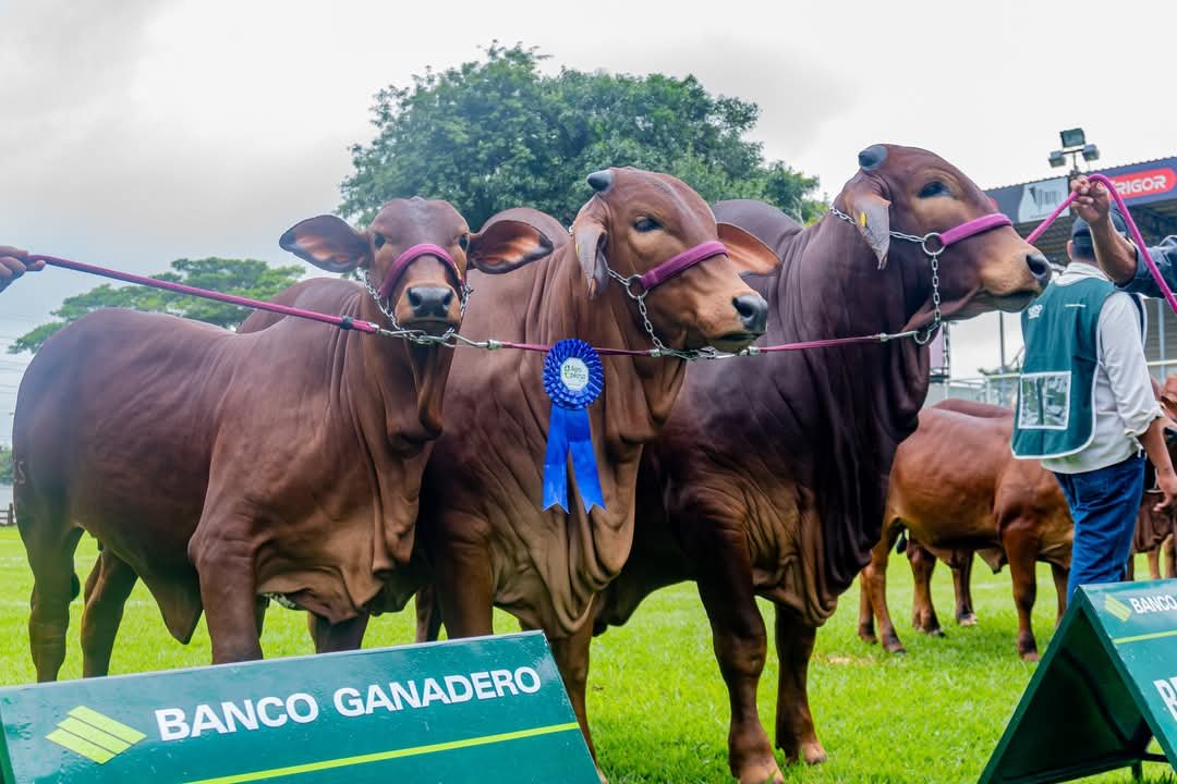 Arranca Agropecruz 2025, el epicentro de la innovación agropecuaria en Bolivia