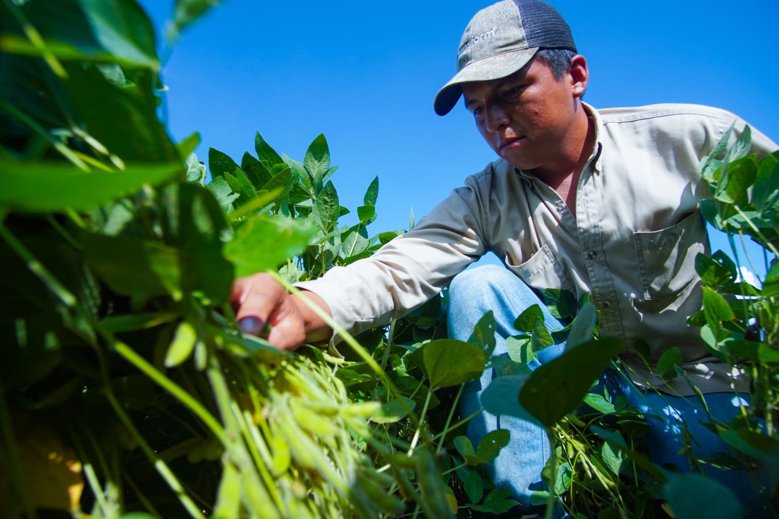 En 10 años, la soya generó más de $us 12.000 millones en exportaciones y aportó a la seguridad alimentaria del país