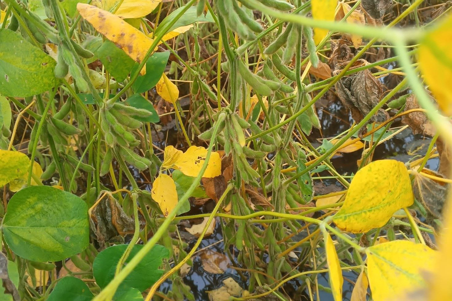 Anapo reporta disminución de la producción de  la soya de verano 2025-2026 debido a las lluvias