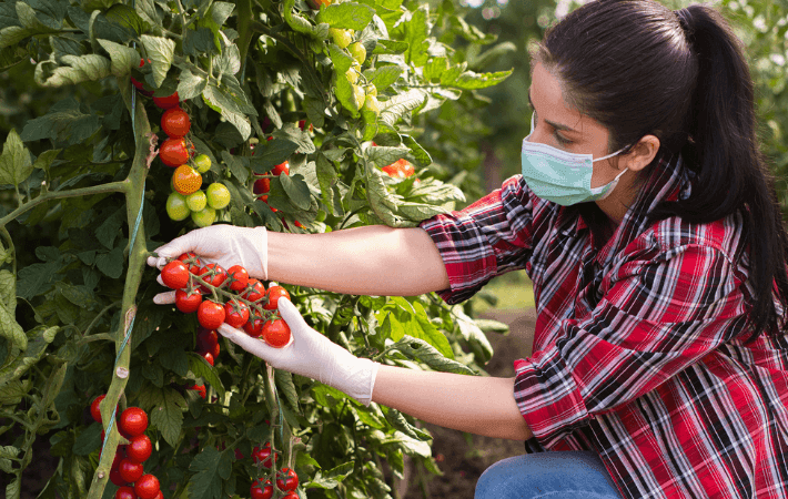 El sector agropecuario creció y alimento al país