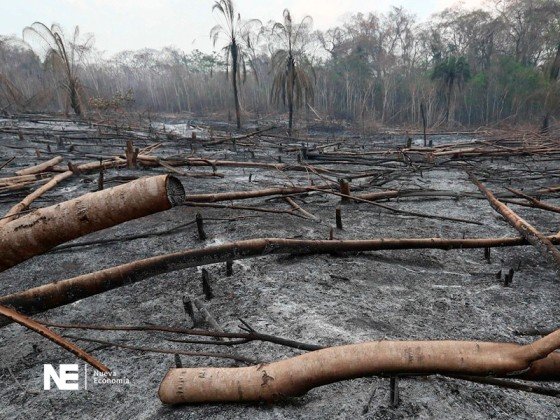 FORESTALES PIDEN $US 300 MILLONES