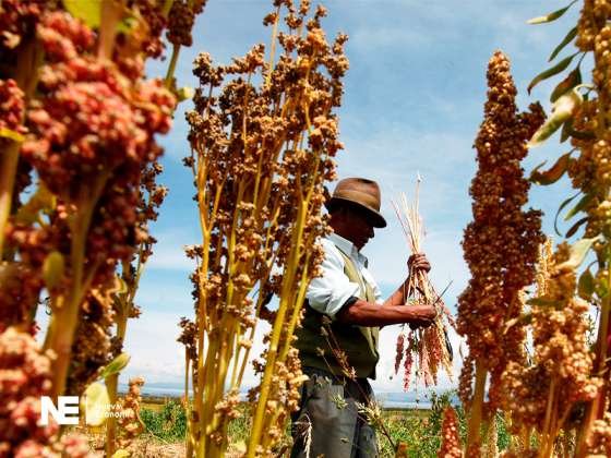 DECÁLOGO PARA FRENAR CRISIS ALIMENTARIA