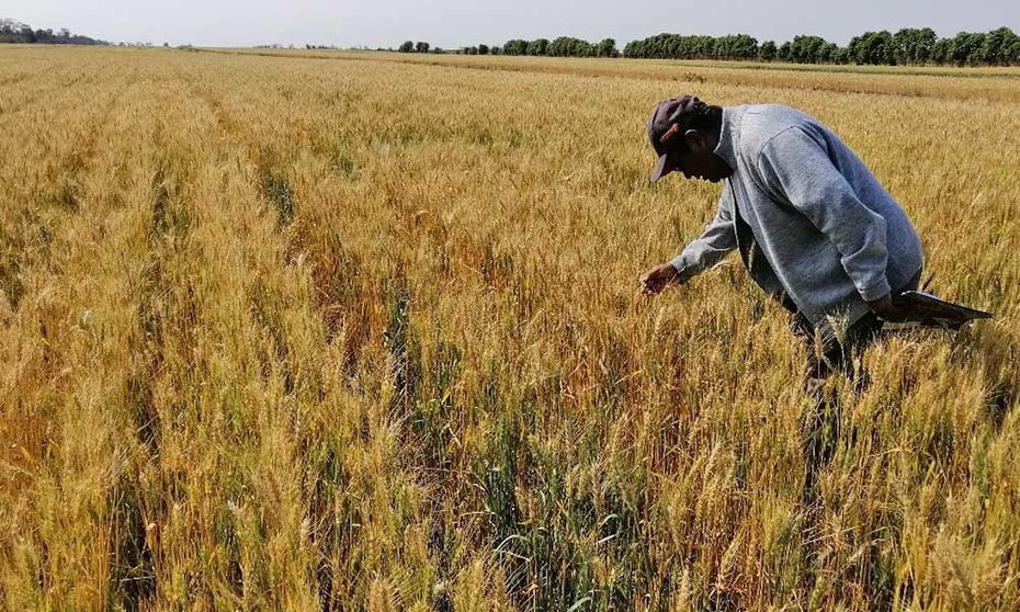 Anapo organiza el Día Nacional del Trigo