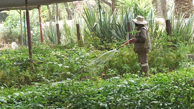 Ecofuturo apoya reforestación