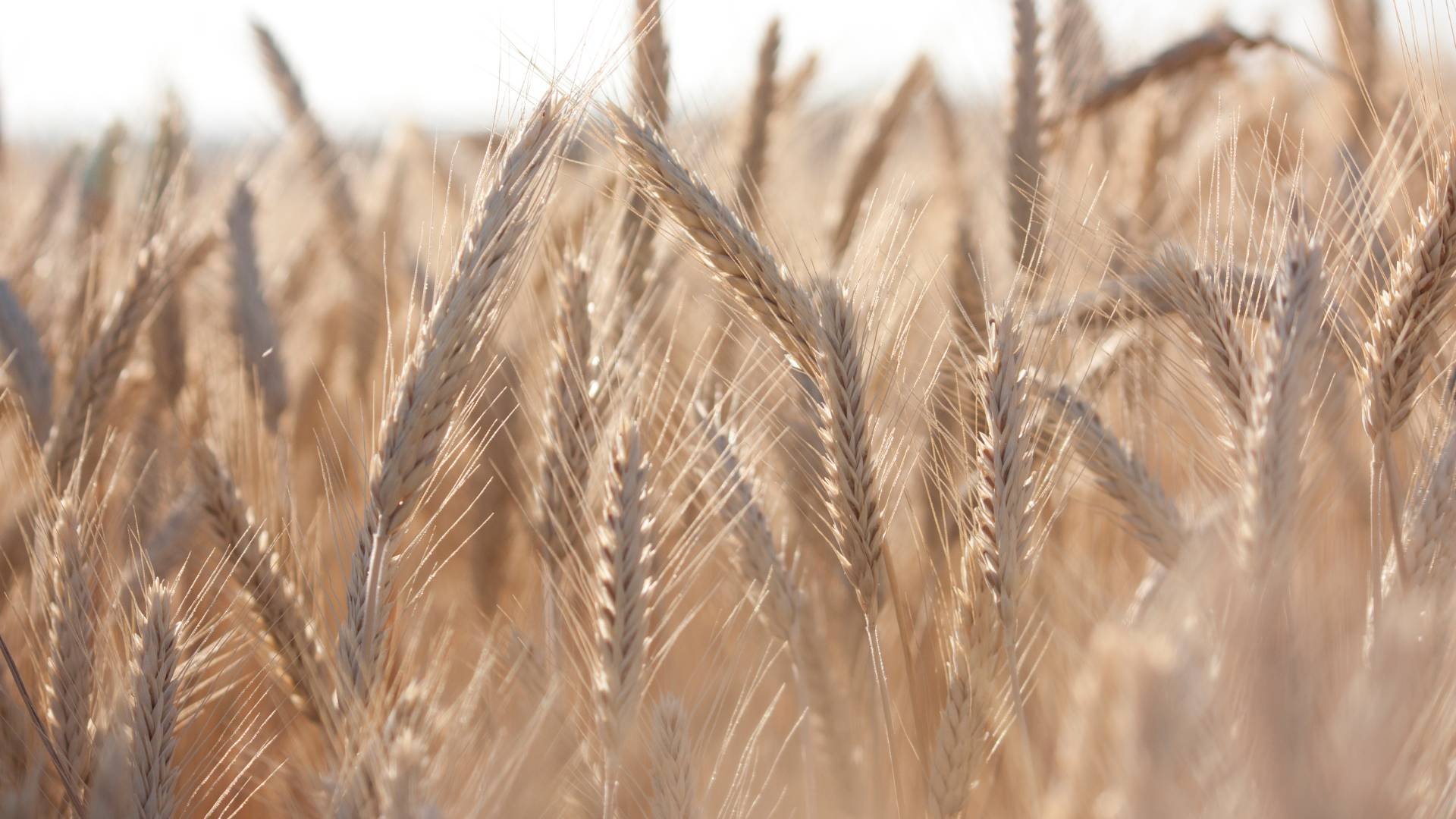 En 2022 cayó la producción de granos