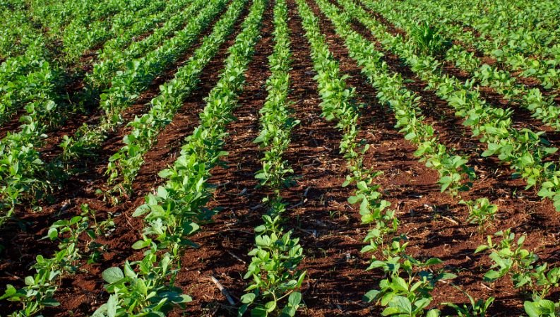 Agro, un sector con muchas potencialidades