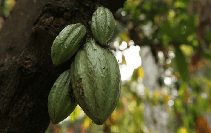 Cacao de Bolivia competirá en el torneo mundial en París