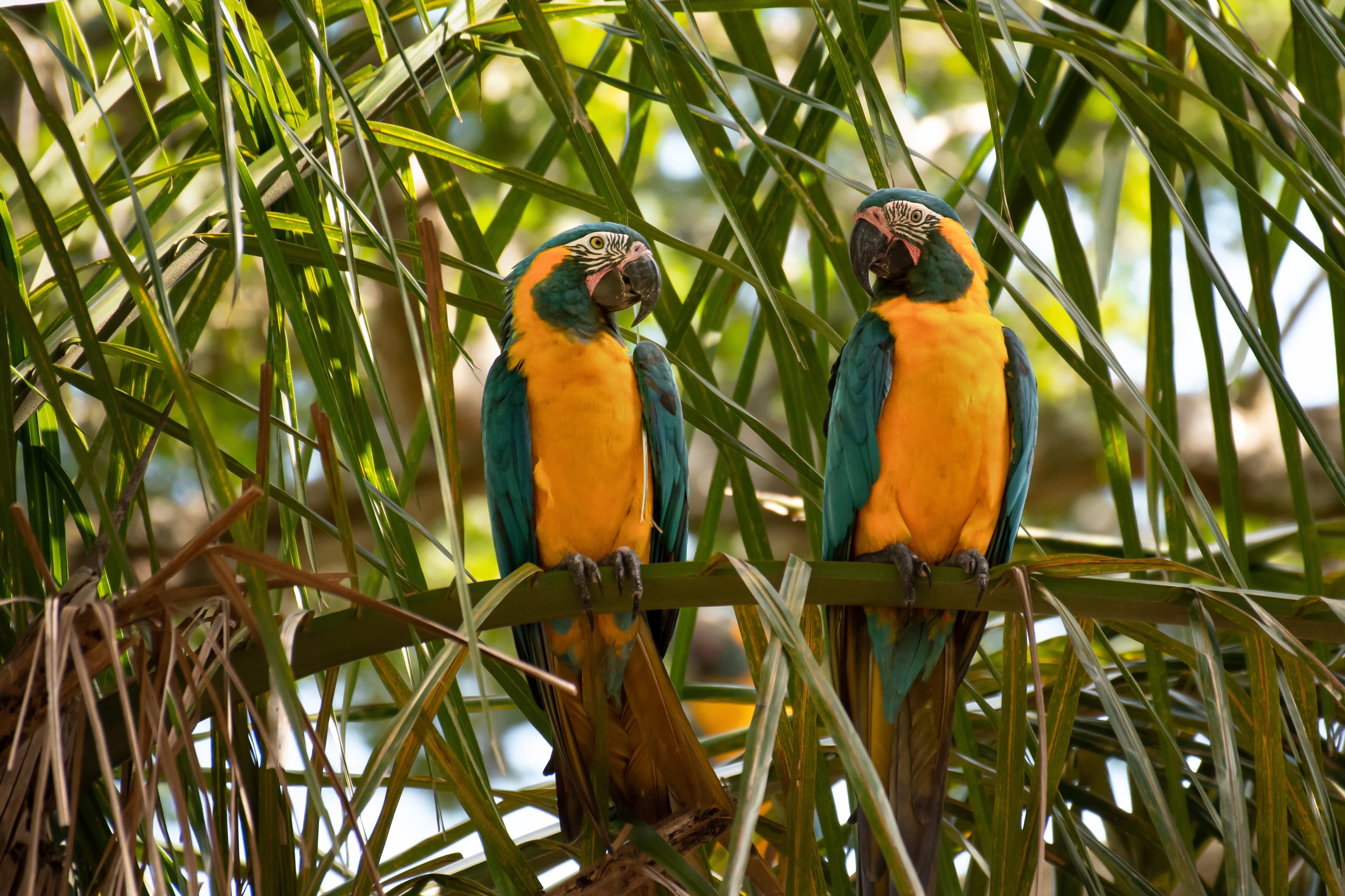 Armonía cumple 30 años en la conservación de la avifauna amenazada de Bolivia