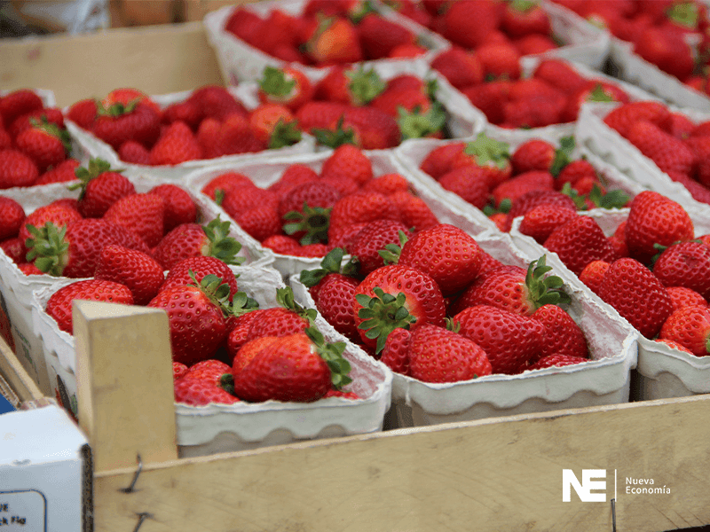 TRANSGÉNICOS, MAYOR PRODUCTIVIDAD