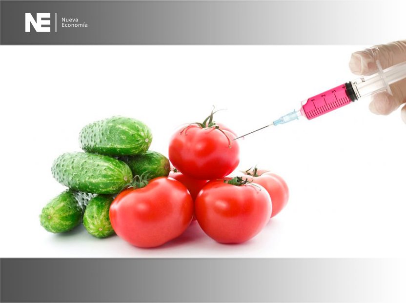 LOS TRANSGÉNICOS NUEVAMENTE A DEBATE