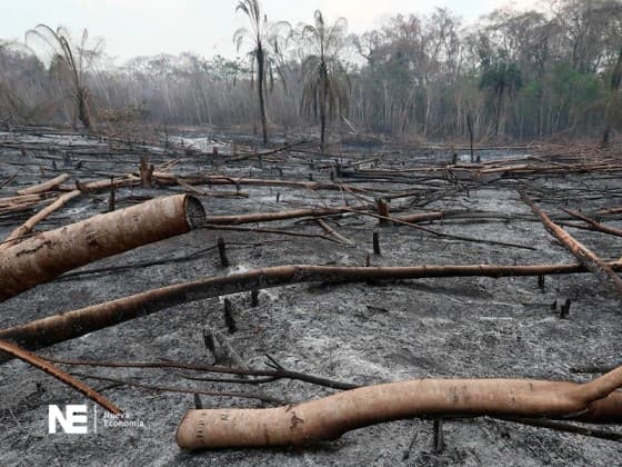 FORESTALES PIDEN $US 300 MILLONES