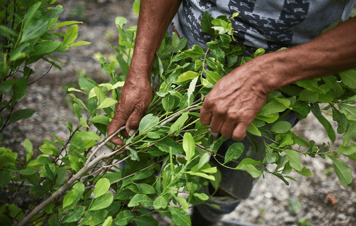 Incrementan cultivos de coca