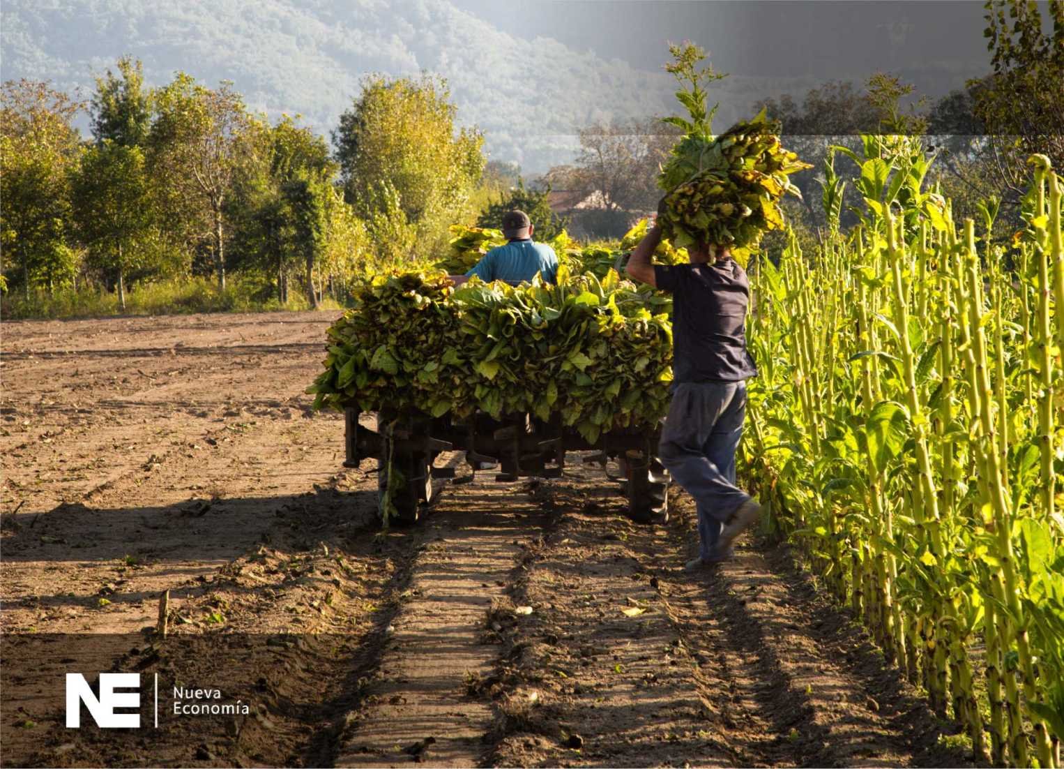 INDUSTRIA ALIMENTICIA, SITUACIÓN ACTUAL Y PROYECCIONES