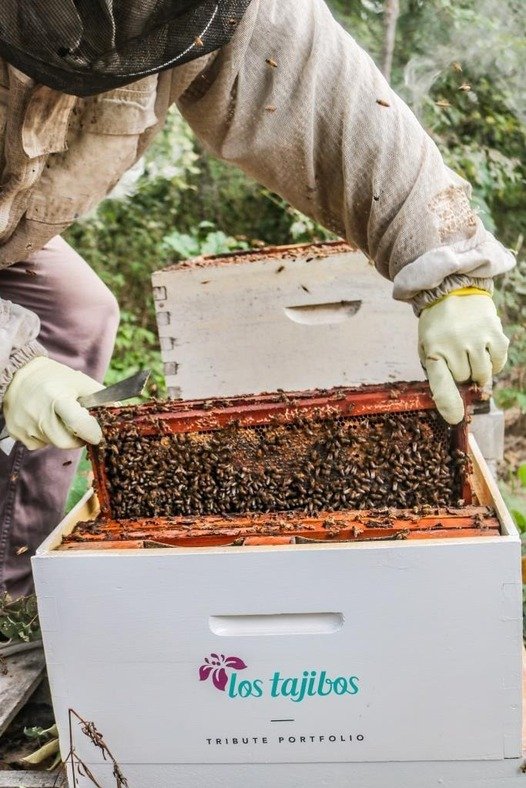 “Adopta una colmena”: la iniciativa mundial que protege las abejas suma el apoyo de Los Tajibos