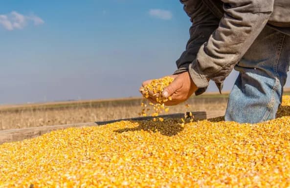 Biotecnología estabiliza precios mundiales de granos