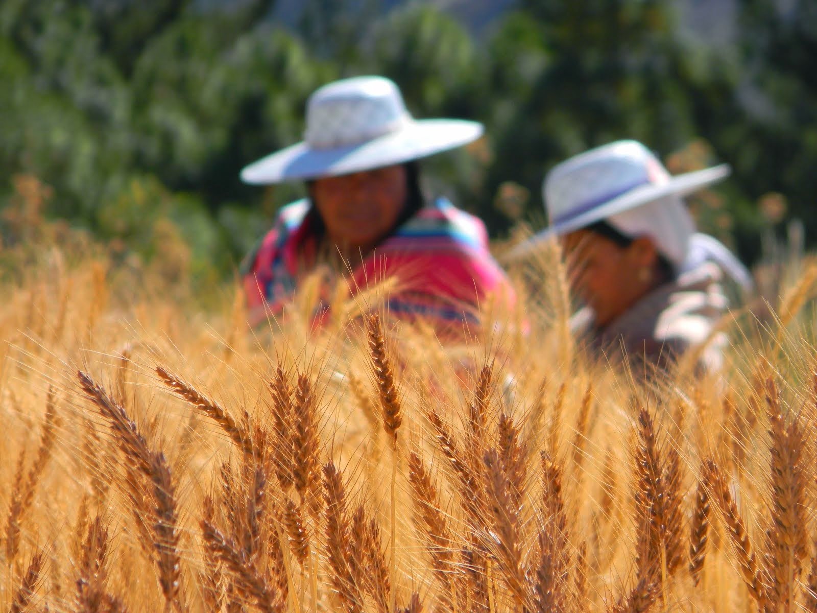 Anapo rechaza suspensión de exportaciones