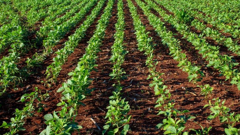 Agro, un sector con muchas potencialidades
