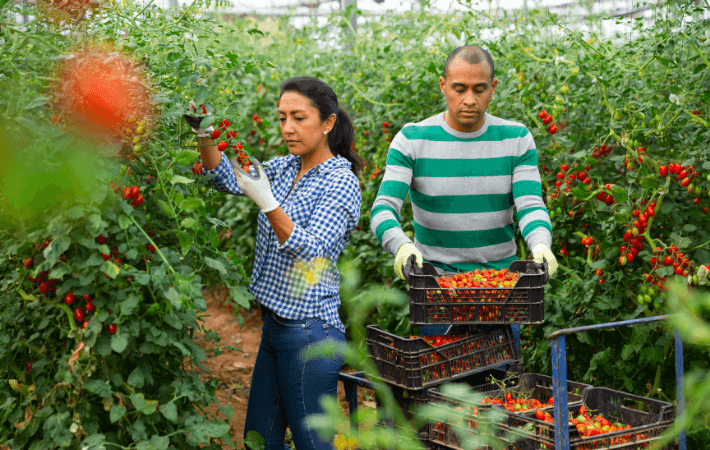 RADIOGRAFÍA DE LA INDUSTRIA ALIMENTARIA