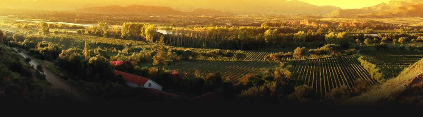 Vinos de altura; más cerca del cielo
