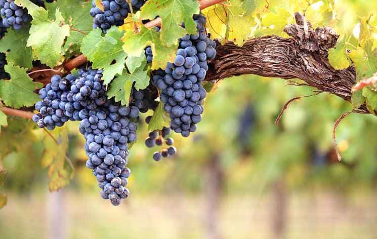 ANÁLISIS DEL SECTOR VITIVINÍCOLA EN EL PAÍS
